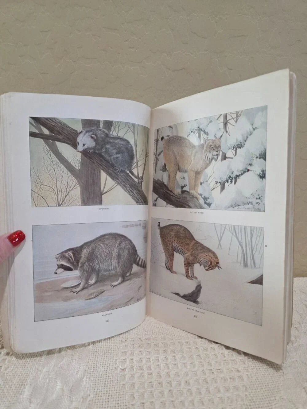 1916 National Geographic November Larger North American Mammals Vol 30 No 5